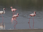 Greater and lesser flamingo (phoenicopterus ruber and phoeniconaias minor), Lake Ndutu, Serengeti